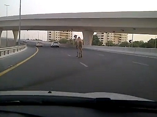 Video of the week: Camel shows Dubai how it's done